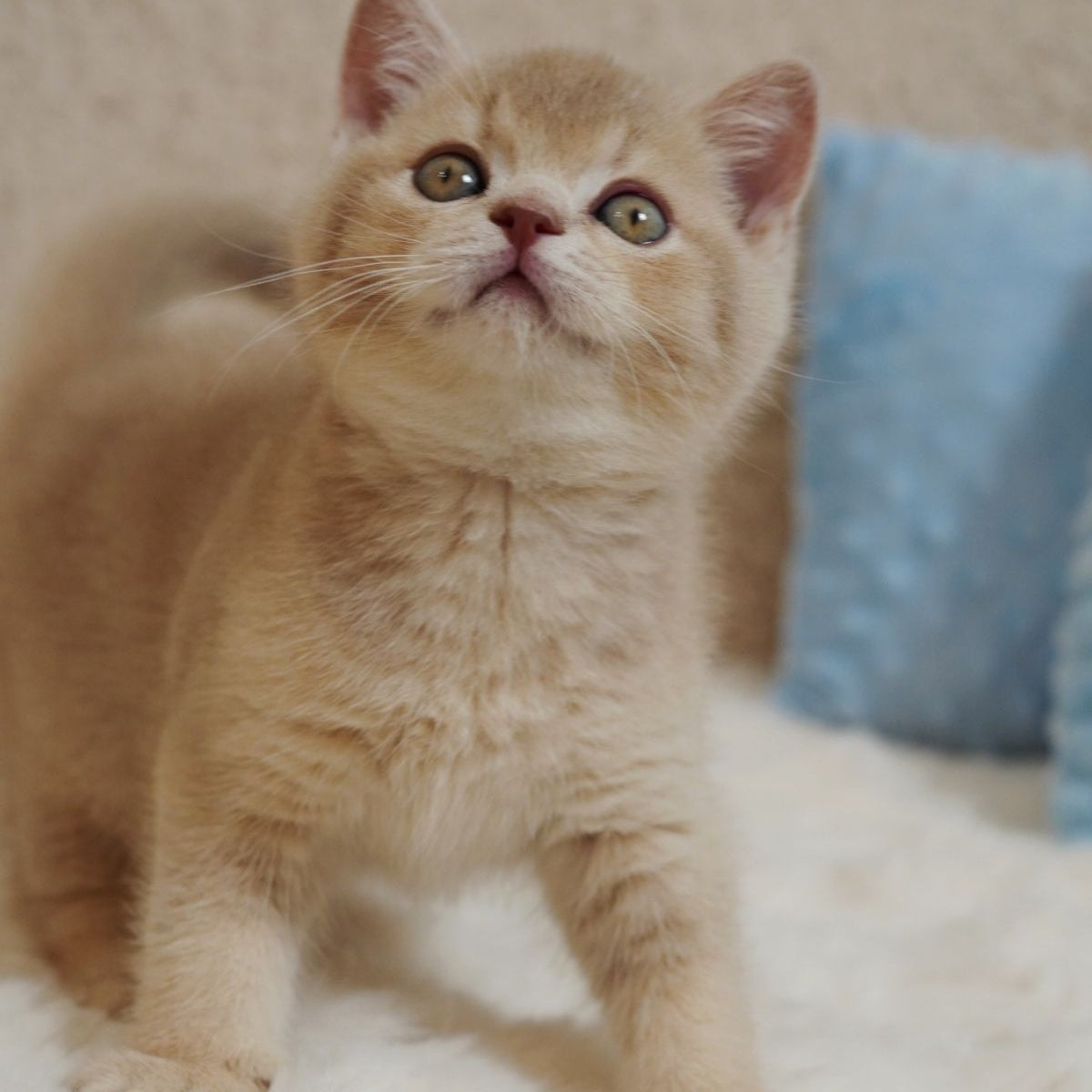 Winston British Shorthair male, fawn ticked tabby