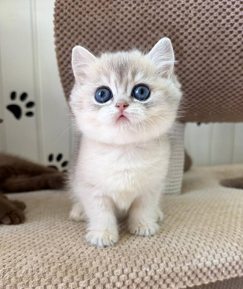 Cristian British Shorthair male, blue golden shaded