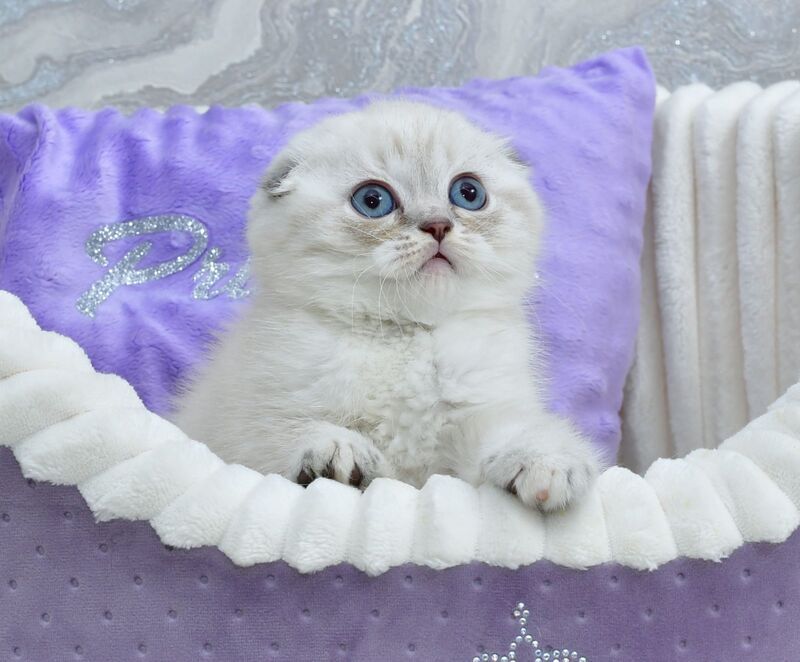 Jennifer Scottish Fold female blue tortie tabby pointed - live animals