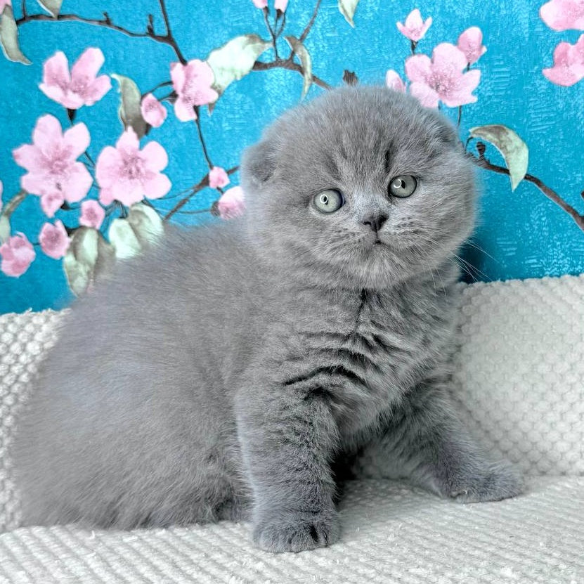 Kevin Scottish Fold male, blue