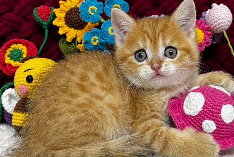 Bruno Scottish Straight male, black golden spotted tabby
