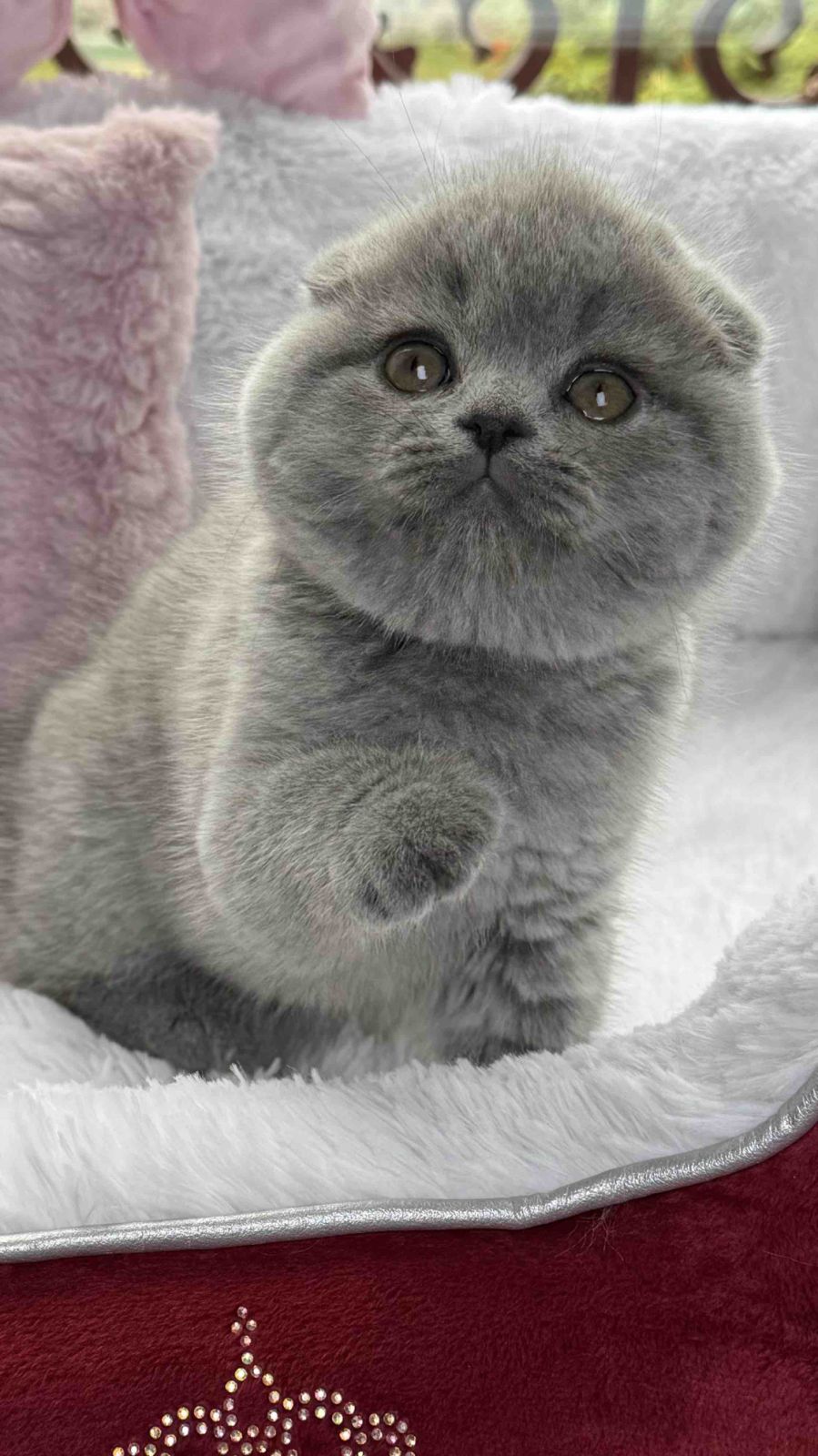 Yara Scottish Fold female, blue