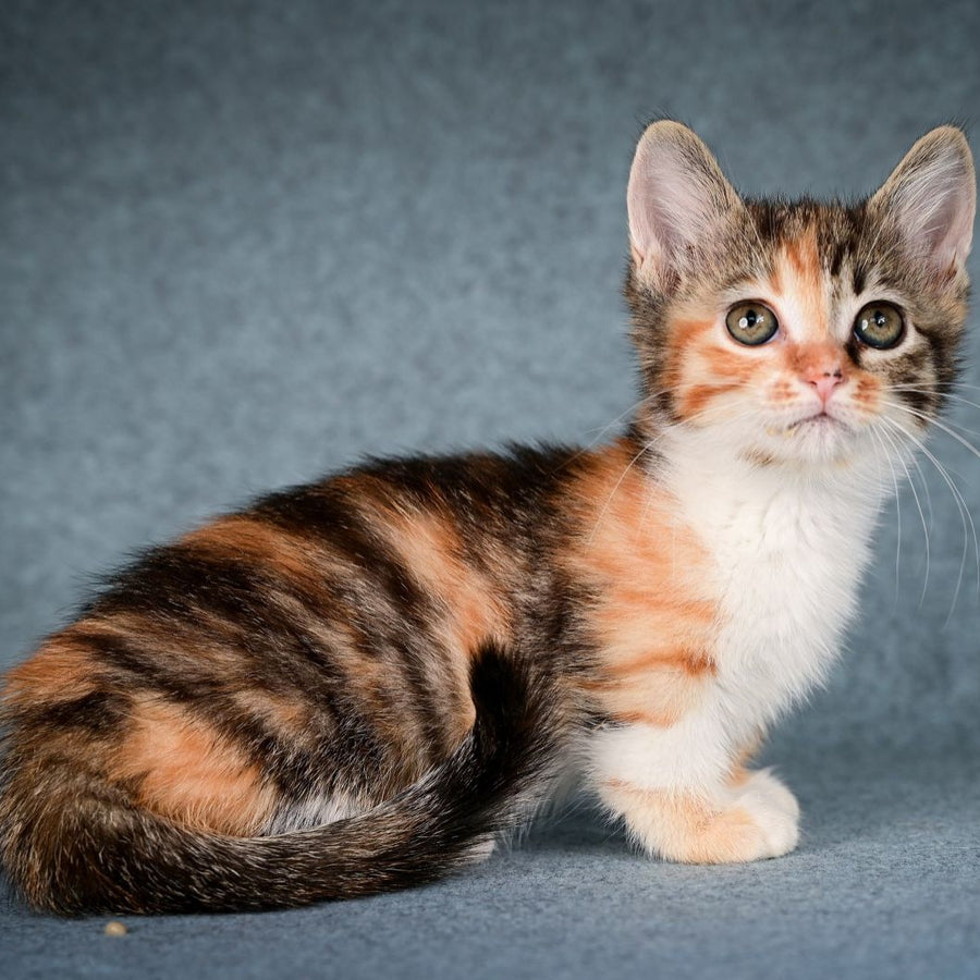 Kamilla Munchkin female, black tortie spotted tabby bicolour