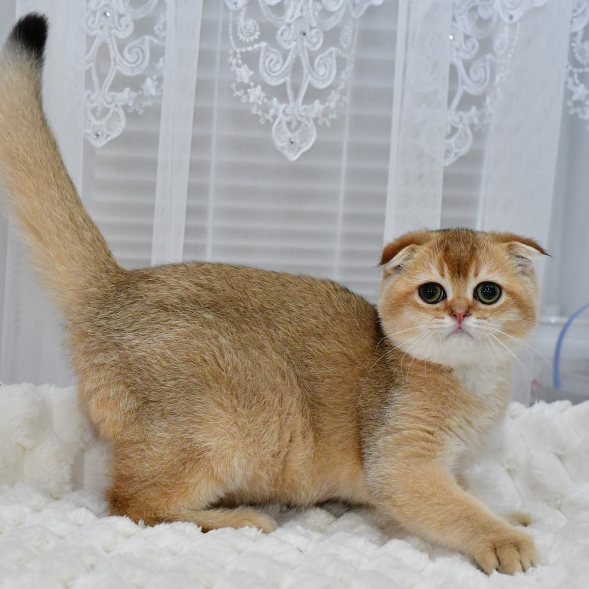 Mark Scottish Fold male, black golden shaded