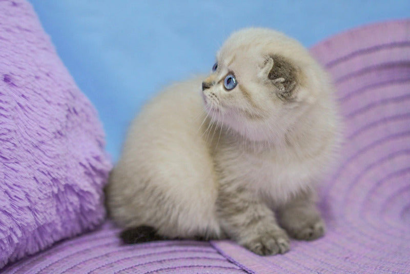 Ivan Scottish Fold male, black tabby pointed
