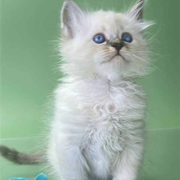 Archer Siberian male, seal tabby pointed