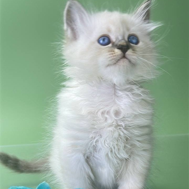 Archer Siberian male, seal tabby pointed