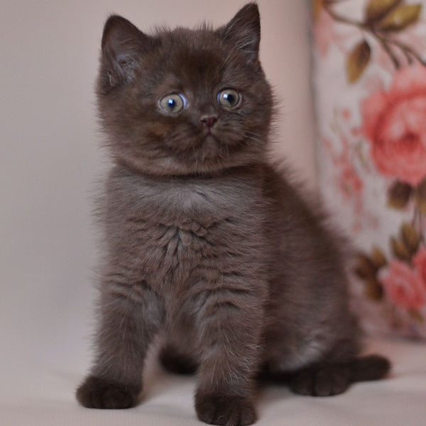 Marsel British Shorthair male, chocolate