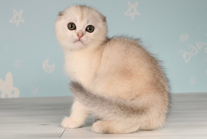 Boniface Scottish Fold male, black silver shaded
