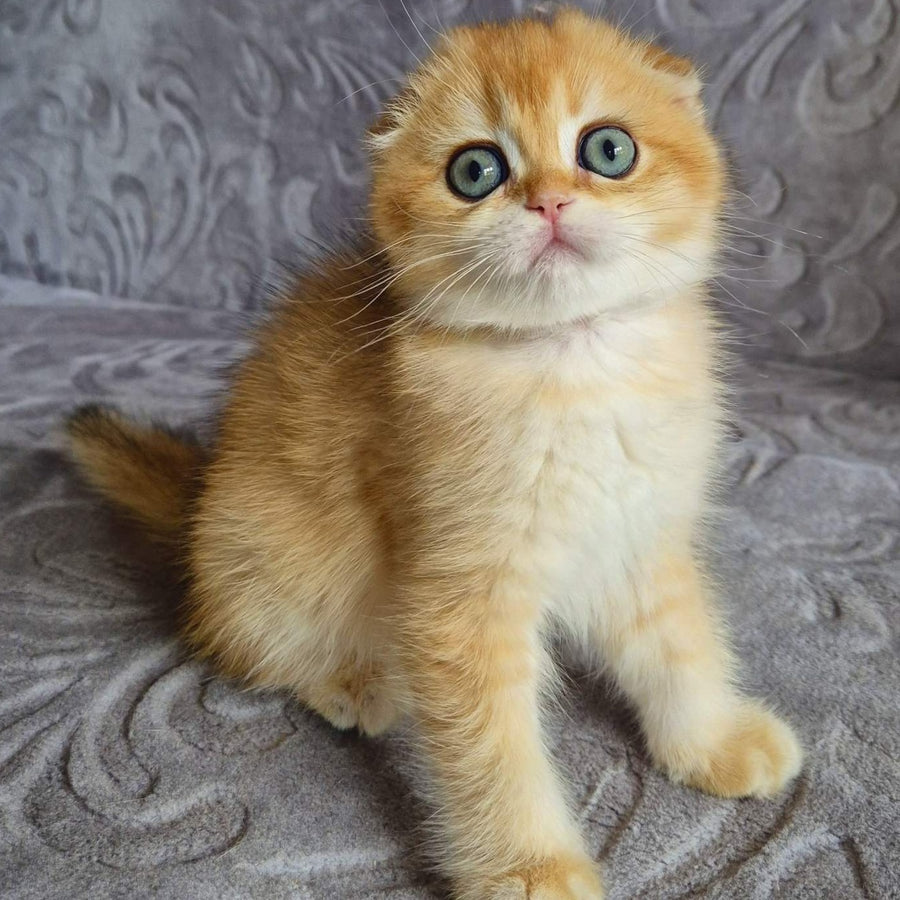 Leyla Scottish Fold female, black golden chinchilla