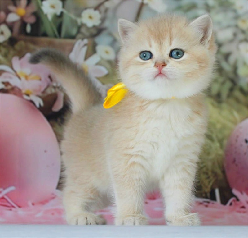Fialka British Shorthair female blue golden chinchilla live animals