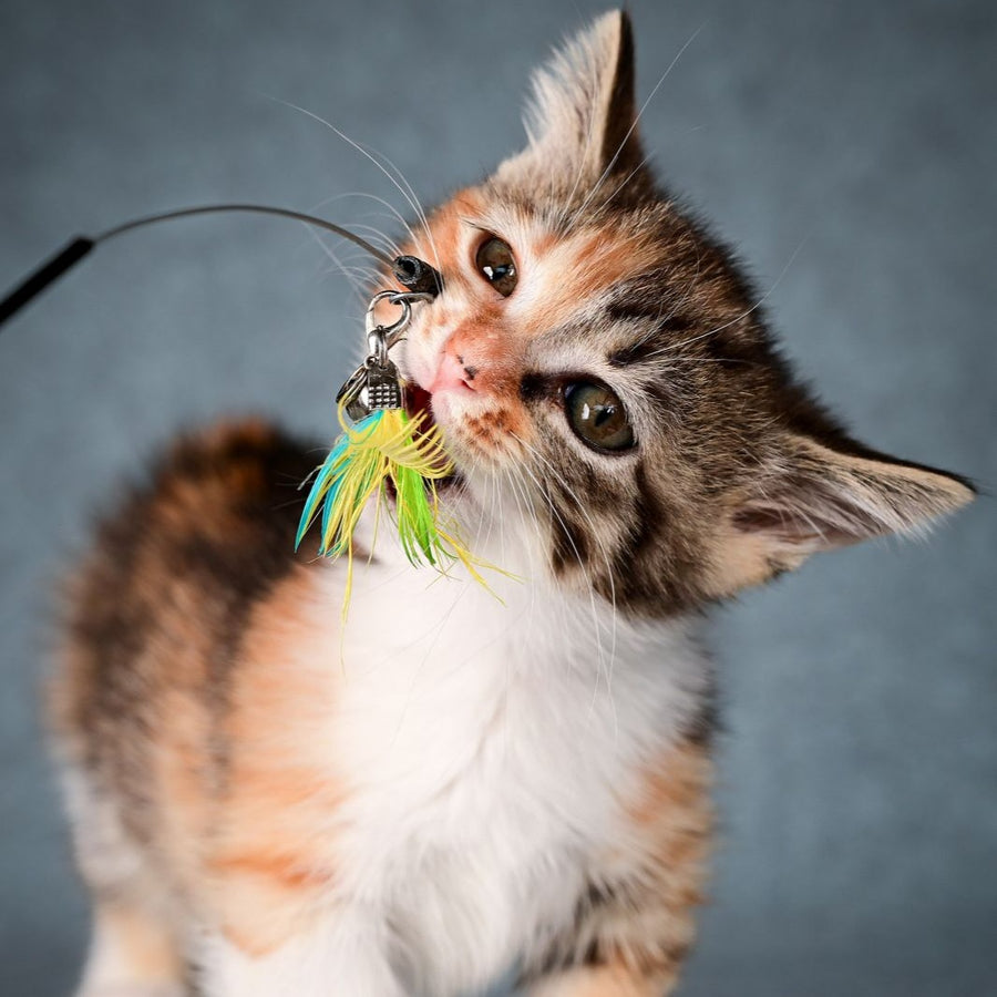 Kamilla Munchkin female, black tortie spotted tabby bicolour