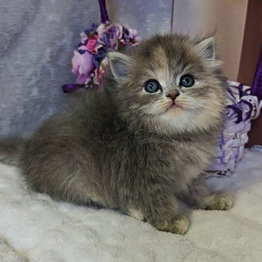 Udacha British Longhair female, blue tortie
