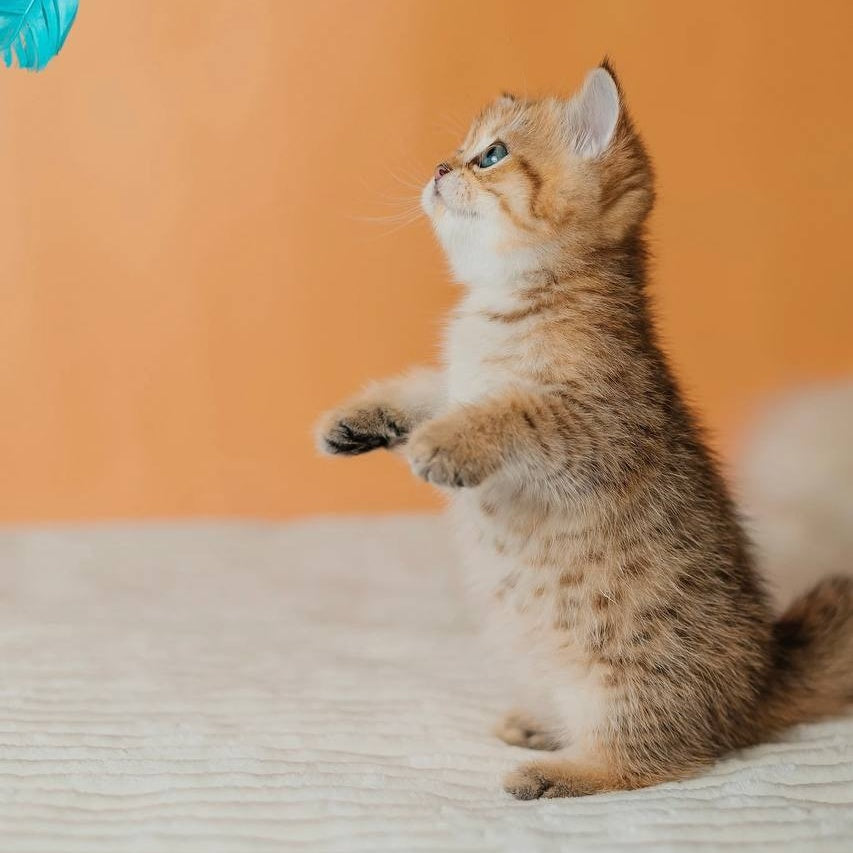 Glroia Scottish Straight female, black golden spotted tabby