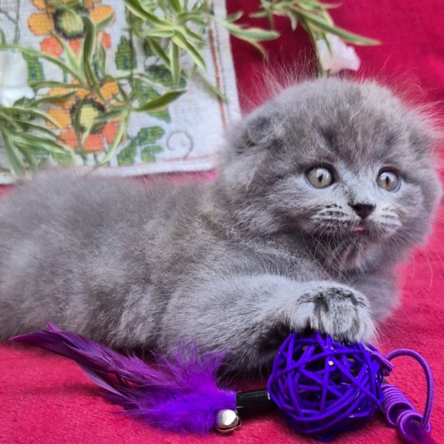 Max Scottish Fold male, blue