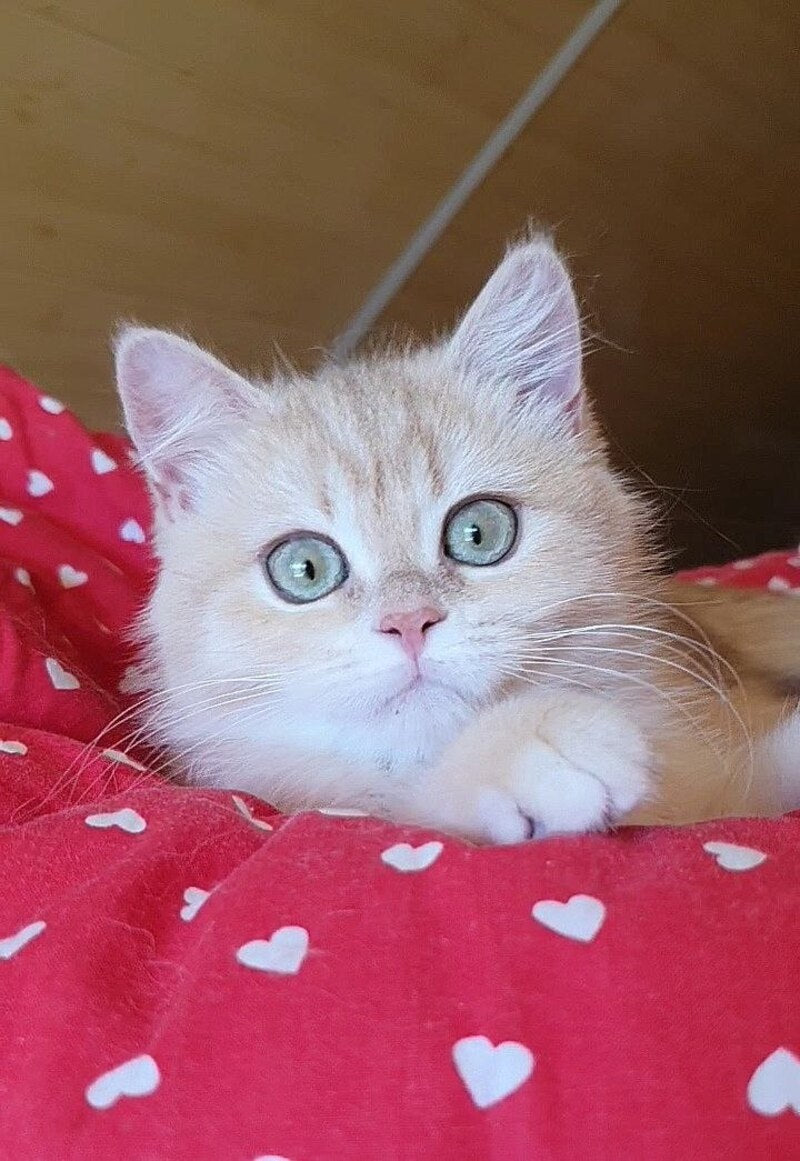 Xena British Shorthair female, lilac golden chinchilla