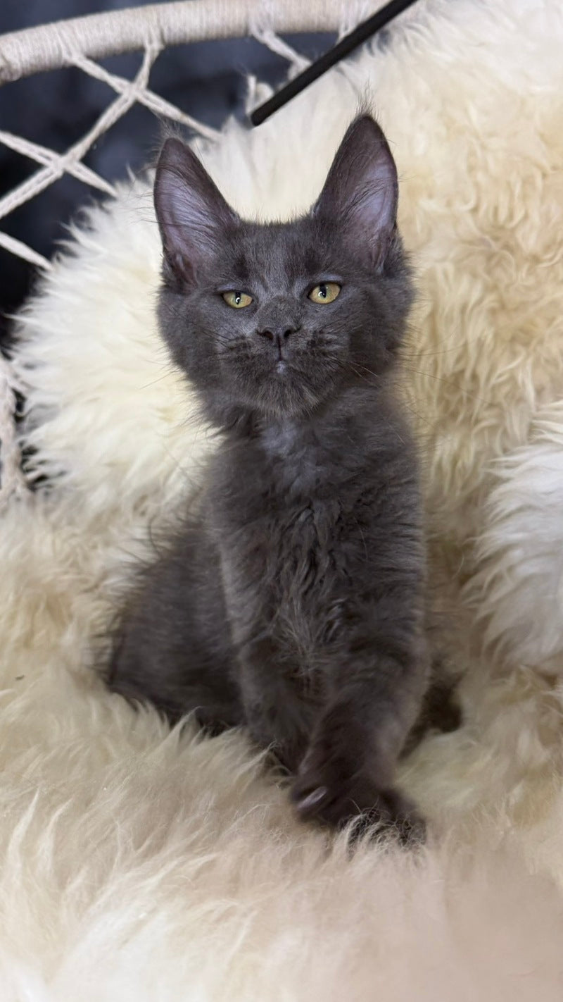 Quix Maine Coon male, blue