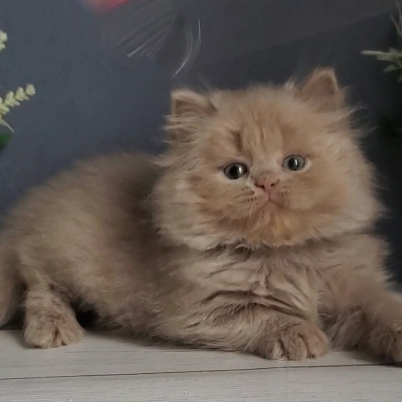 Finyk British Longhair male, fawn