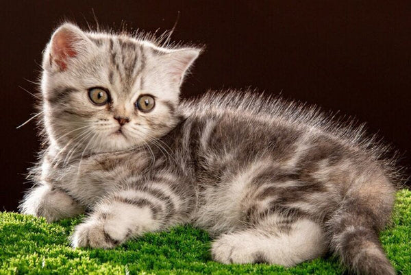 Nicole Scottish Straight female black silver tabby - live animals