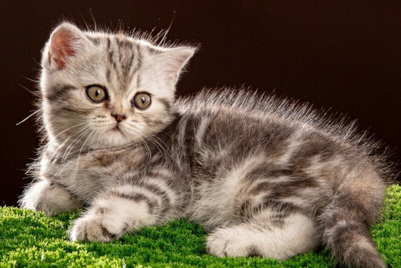 Nicole Scottish Straight female black silver tabby - live animals