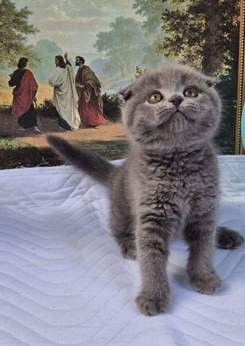 Elya Scottish Fold female, blue