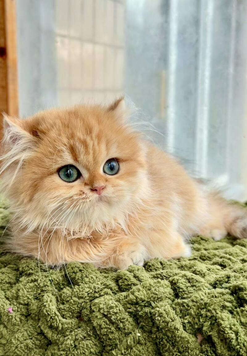 Diesel British Longhair male, chocolate golden shaded