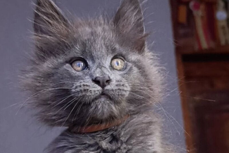Parker Maine Coon male blue - live animals