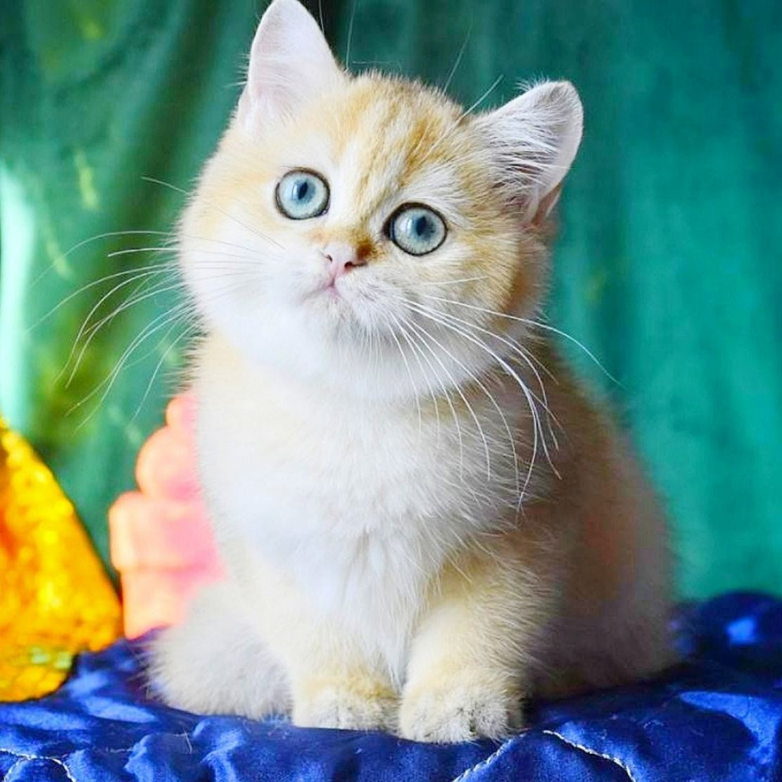 Trinity British Shorthair female, black golden shaded