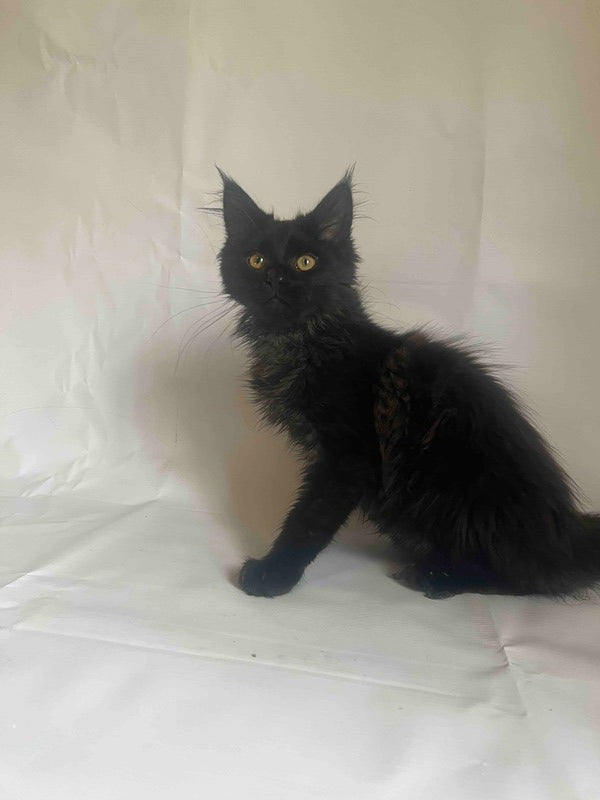 Enni Maine Coon female black - live animals