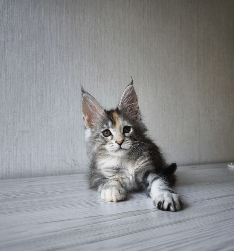 Dea Maine Coon female, black tortie silver spotted tabby