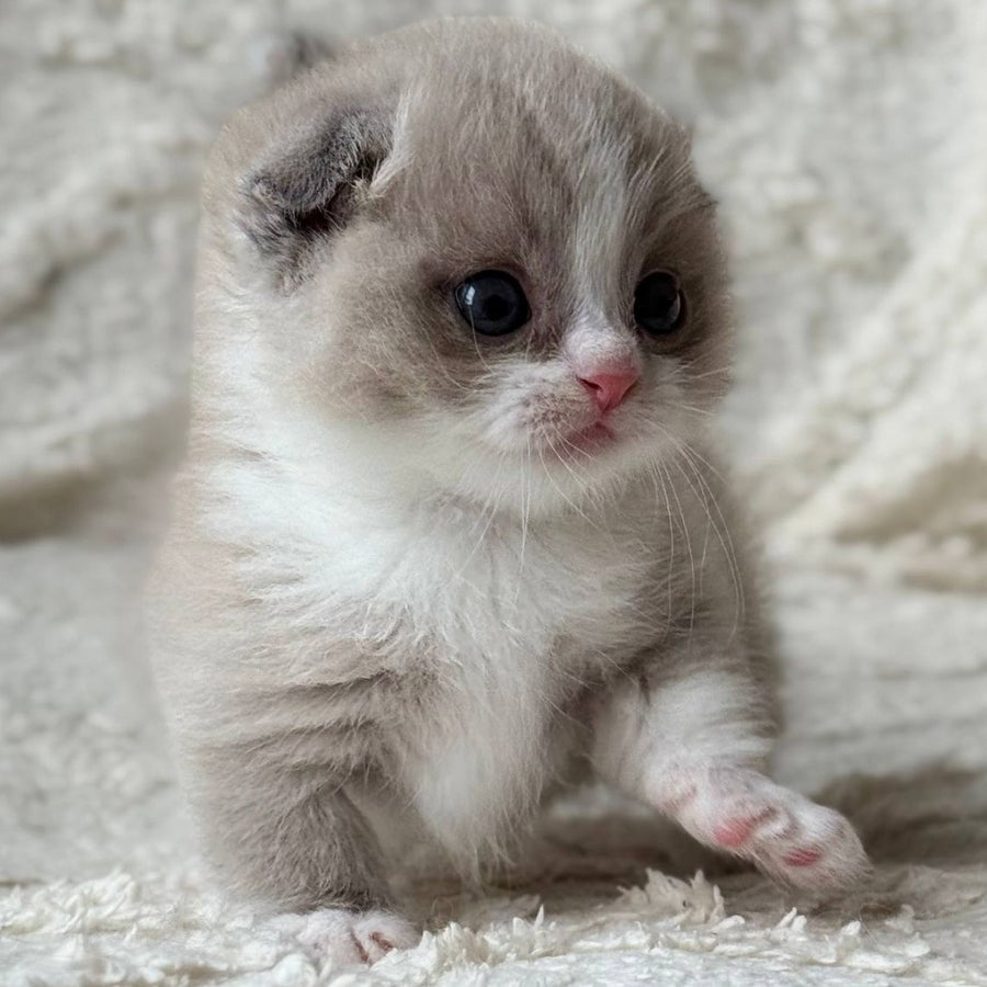 Maurice Munchkin male, lilac bicolour pointed
