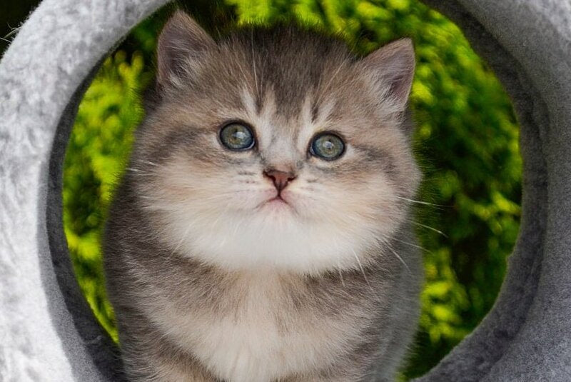 Elza Scottish Straight female blue ticked tabby - live animals