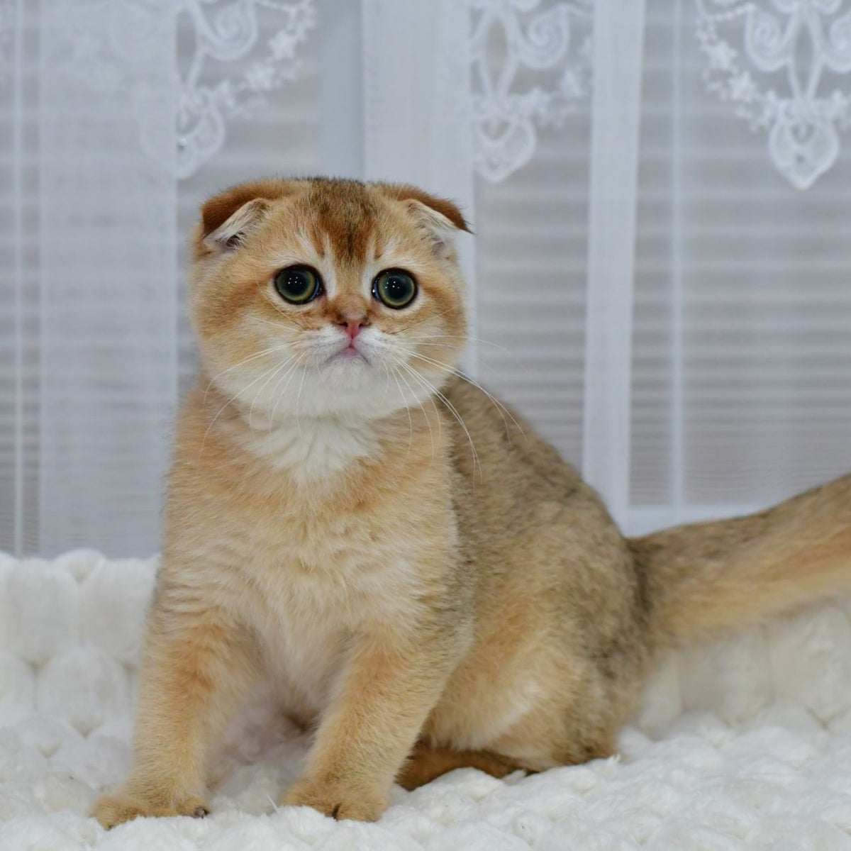 Mark Scottish Fold male, black golden shaded