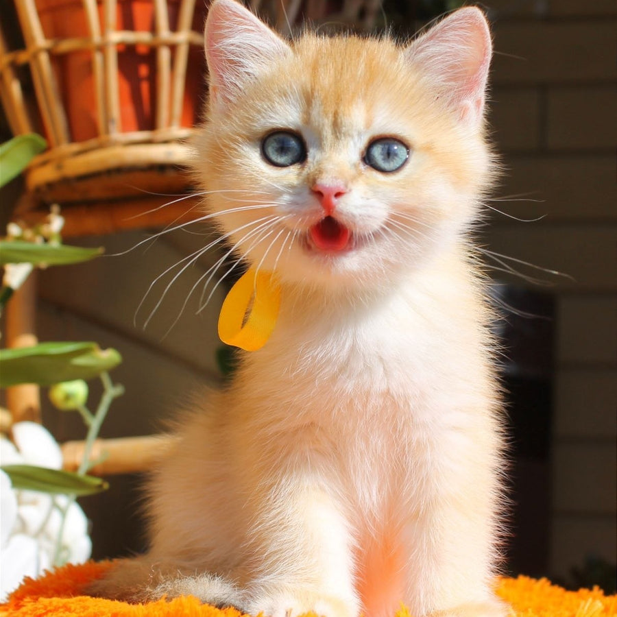 Hloya British Shorthair female, black golden chinchilla