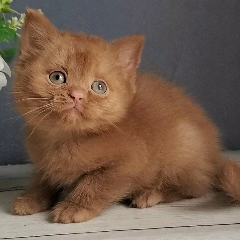 Fiona British Shorthair female, cinnamon