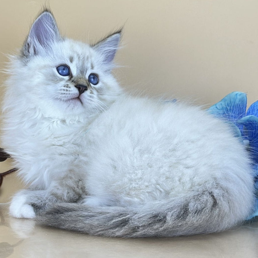 Arctic Siberian male, seal tabby pointed with white