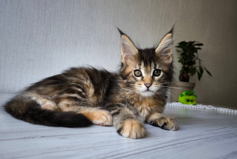 Daisy Maine Coon female, black tortie tabby