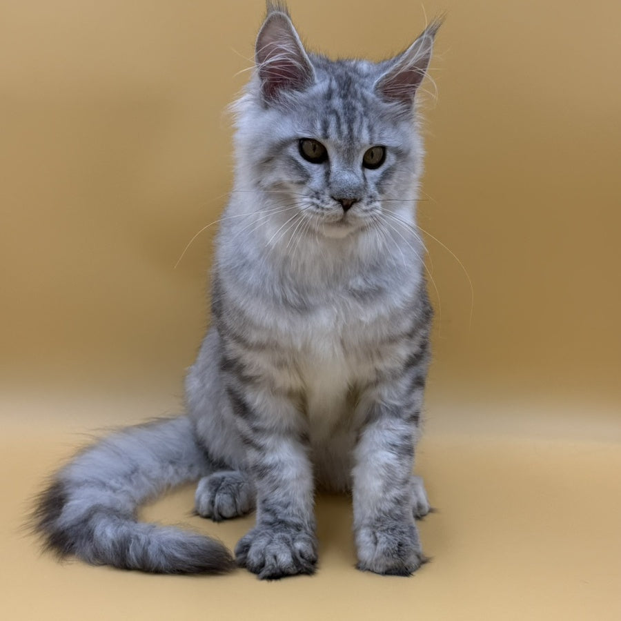 Marcel Maine Coon male, black silver spotted tabby