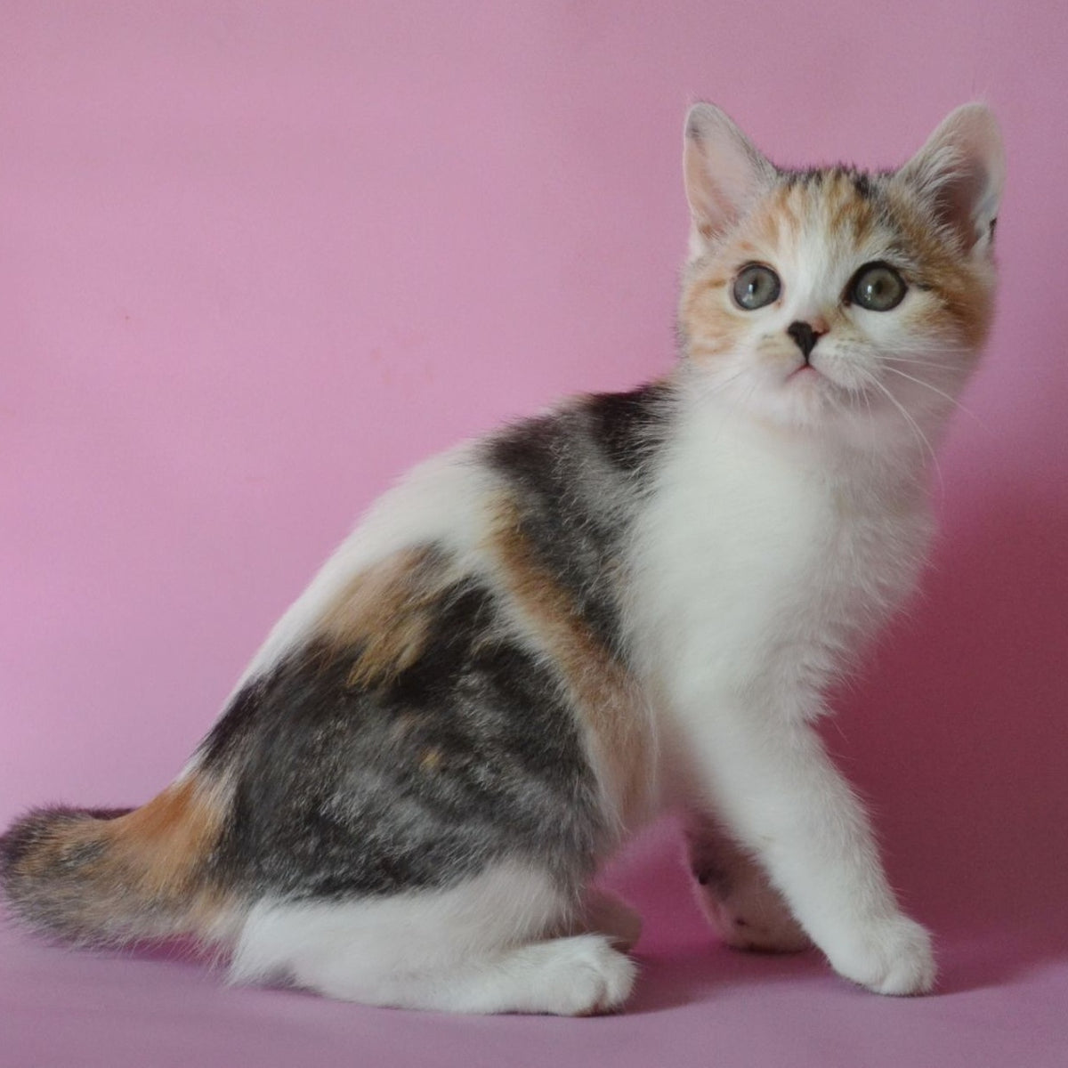 Sandi Scottish Straight female, black tortie silver tabby bicolour