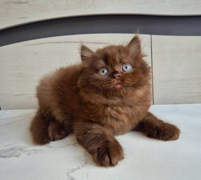 Tomas British Longhair male, chocolate