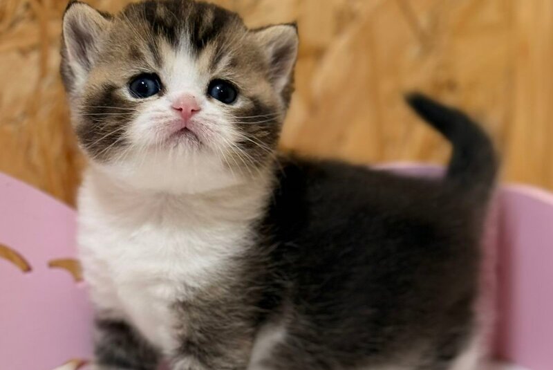 Fan Fan Scottish Straight male, black ticked tabby bicolour