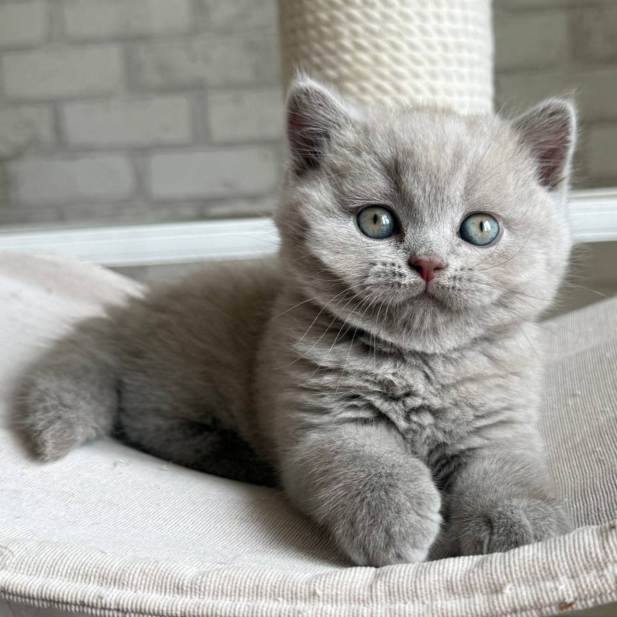 Bastian British Shorthair male, lilac