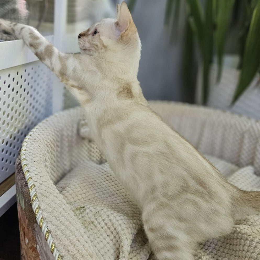 Unique Bengal male, black spotted tabby pointed