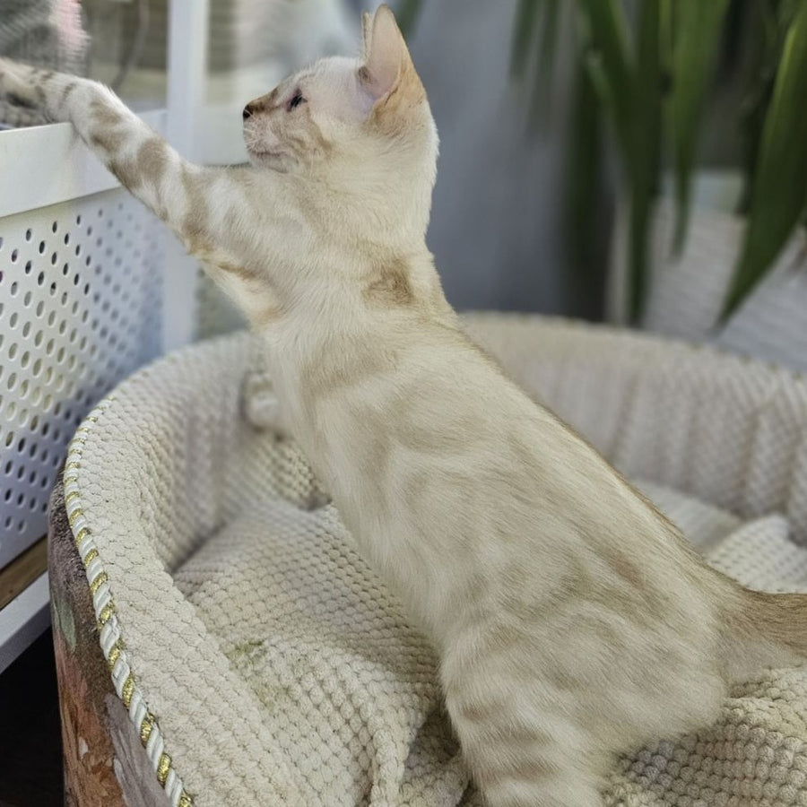 Unique Bengal male, black spotted tabby pointed