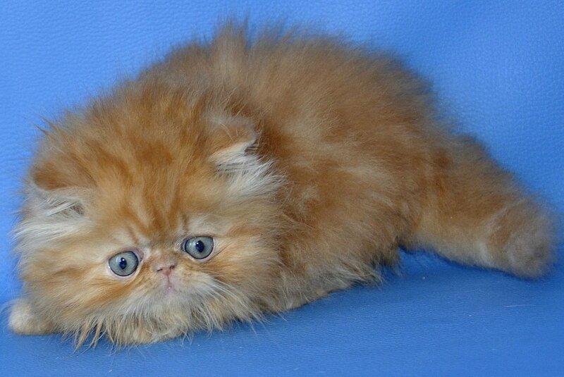Dendi Persian male, red tabby