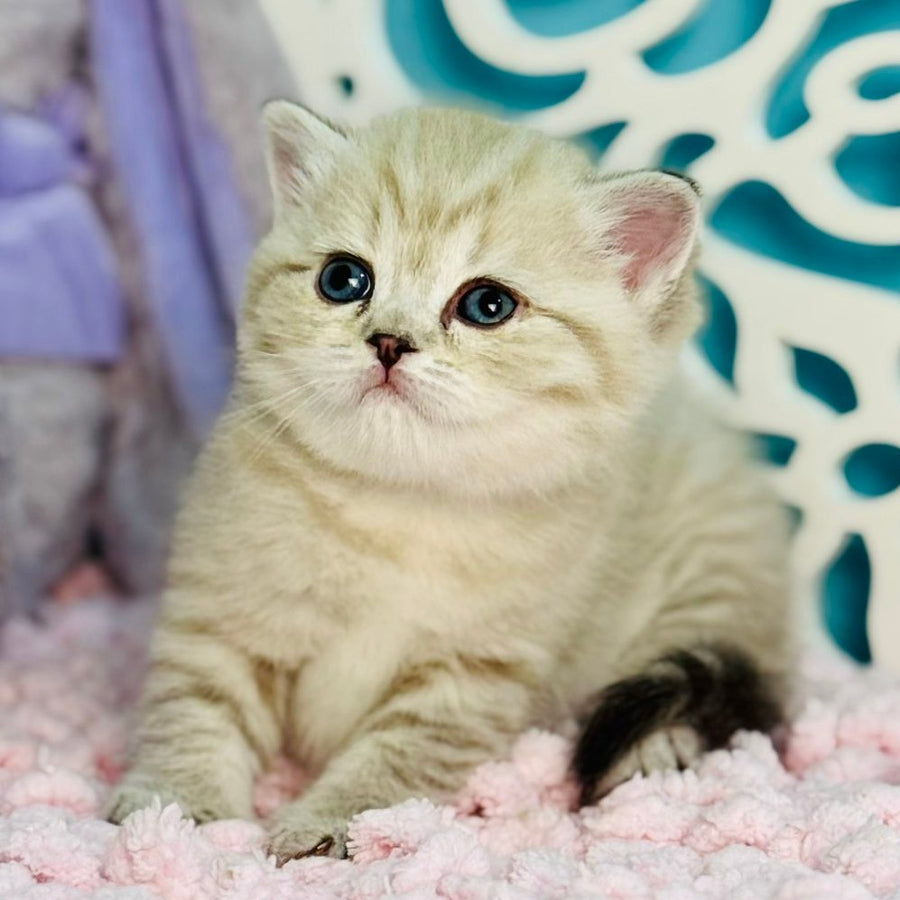 Djuliet Scottish Straight female, black pointed tabby