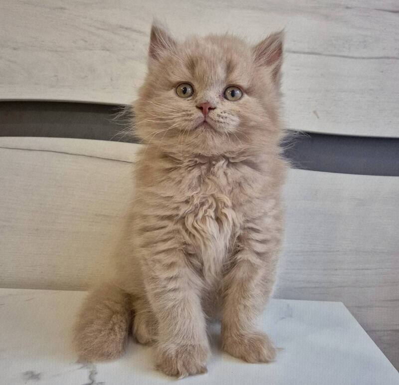 Teo British Longhair male, fawn