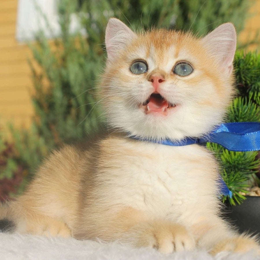 Hasan British Shorthair male, black golden shaded