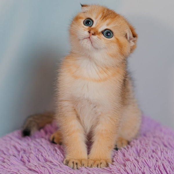 Felix Scottish Fold male, black golden shaded