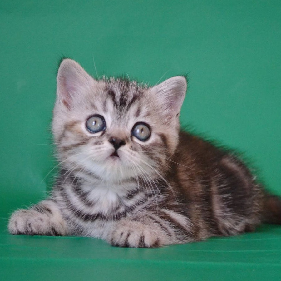 Ola Scottish Straight female, black tortie silver tabby